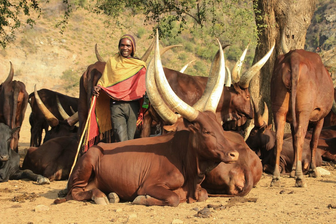 kemetnubiakamp's tweet photo. Were the Ancient Egyptians Black? Yes.
The rmTw (people of Kemet) used the same words for leather &amp; animal hide for human skin. 
Moreover, their artifacts with brown cows &amp; brown horses show their skin color depicted the same color or even darker than the animals as the norm. 1/3 https://t.co/KVVB2PyIcO