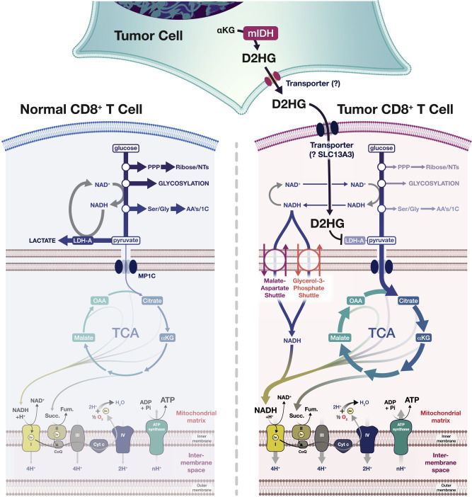 D-2HG comes out of its shell: Metabolic effects on the immune environment dlvr.it/SdssQl
