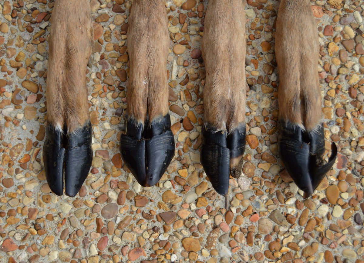 MSUDeerLab tweet media