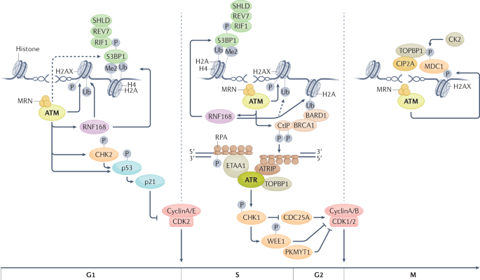 Nature Reviews Cancer tweet media