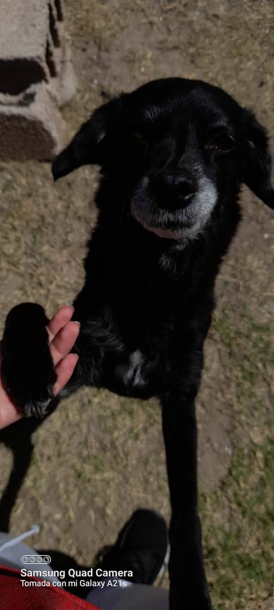 Una que le gusta darme la patita es ella ❤🤗