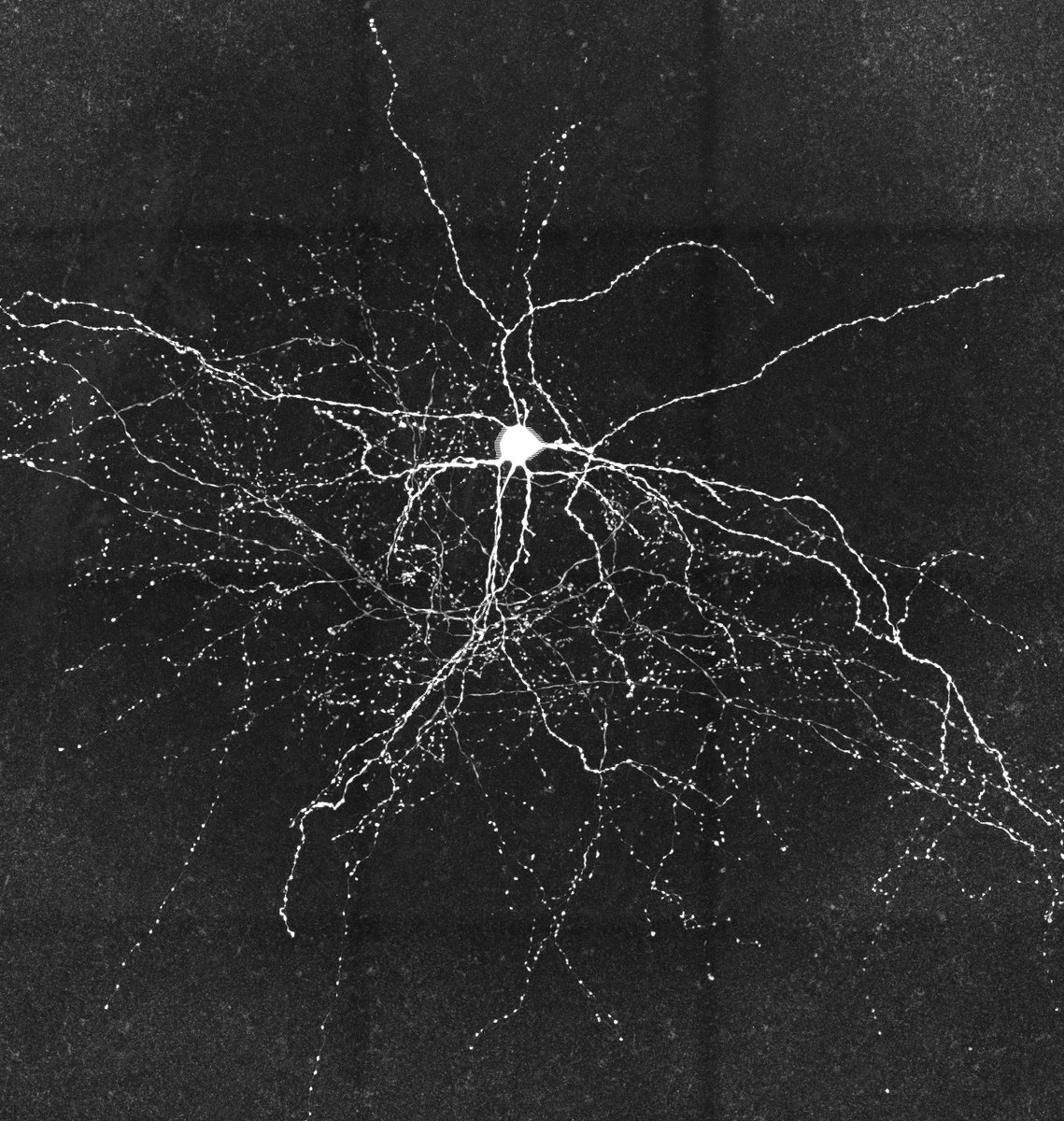 Maximiliano José Nigro tweet media