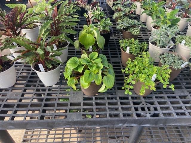 Marshall St. / JDP tweet media