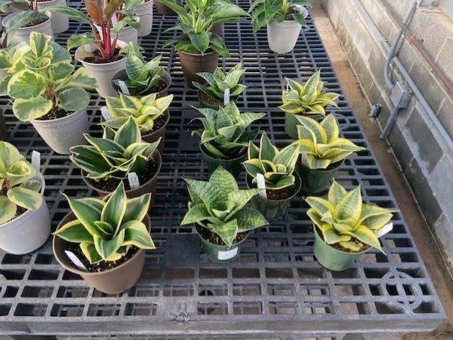 Marshall St. / JDP tweet media