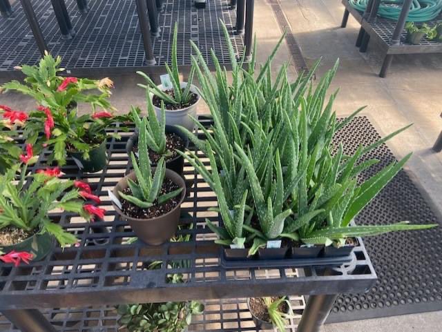 Marshall St. / JDP tweet media