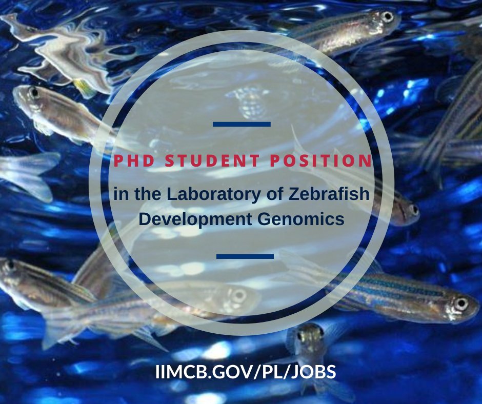IIMCB_Poland's tweet photo. #Job #jobsoffer #PhDStudent
👉The Laboratory of Zebrafish Developmental Genomics at @IIMCB_Poland headed by Cecilia L. Winata, PhD @biggreenxenopus is looking for a candidate for the posision of PhD student.
More: https://t.co/dpmO0XfKr9 https://t.co/IT64o2Leb2
