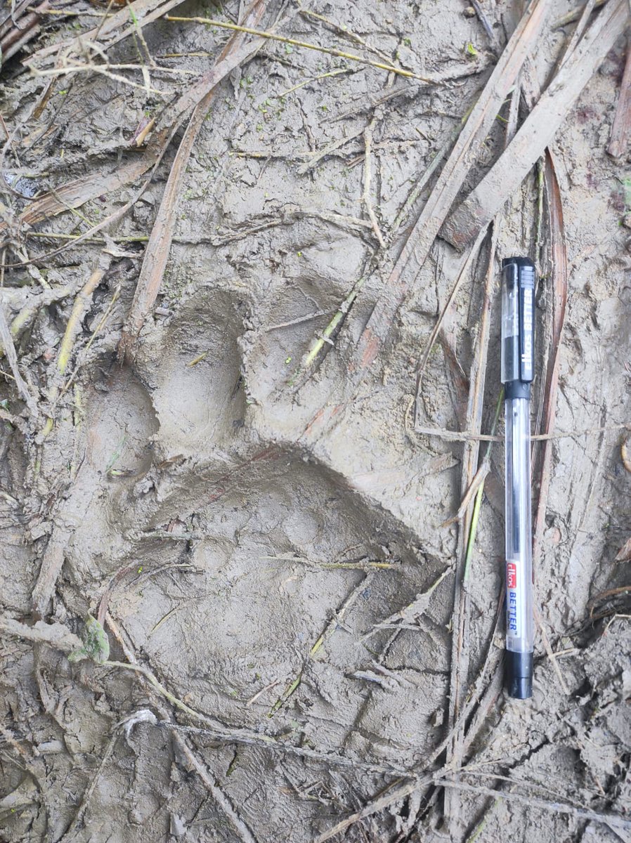 uramakri's tweet photo. Our conservation genetics projects start with field sampling. Here is @DivyashreeRana leading a team in the UP Terai. Do tiger corridors enable connectivity for other cat species? Walking with eyes trained on the ground, looking for scats! https://t.co/4yz40y0jaT