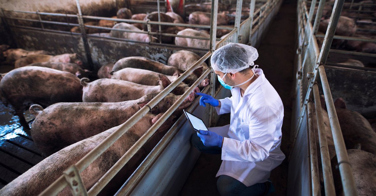 Farms.com Pork News tweet media