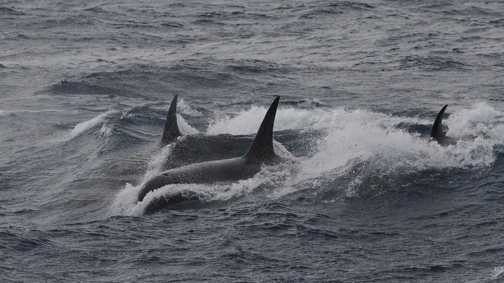 DanBrownNature's tweet photo. My dream #cetacean has just surfaced in front of us in the #DrakePassage - the mythical Type D #Orca at 60o South!  This pod of ~25 individuals came in to check the ship out, erupting out of the swell &amp; then vanishing. Only described in 1955 &amp; still an enigma! I am ECSTATIC! https://t.co/Rcvq8J0CIs