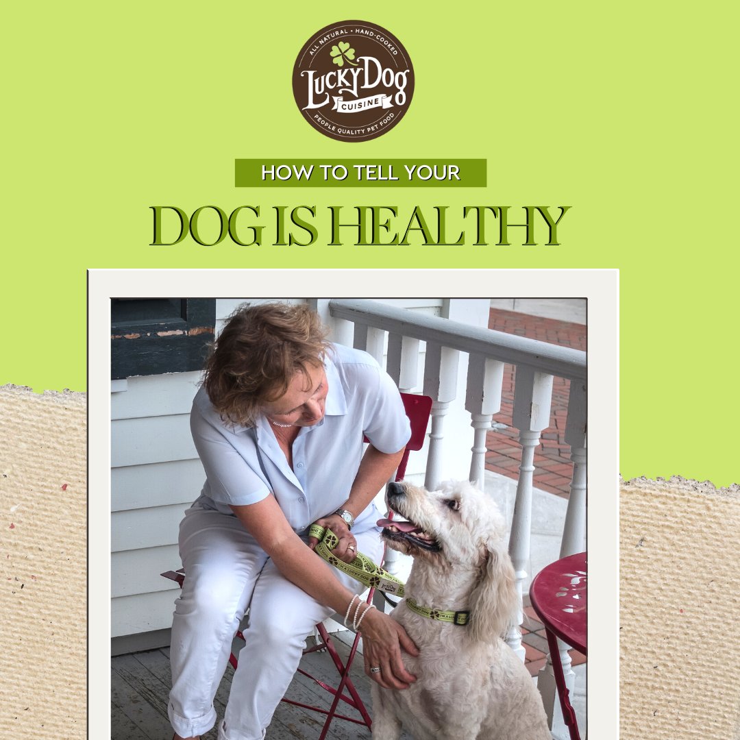 Use this checklist to see if your dog is eating a healthy diet: 
🐶 Fresh breath 
🐶 Shiny and clean coat 
🐶 Alert and engaged 
🐶 Clean and smell-free ears 

Try our whole cooked dog food luckydogcuisine.com 

#luckydogcuisine #luckydog
