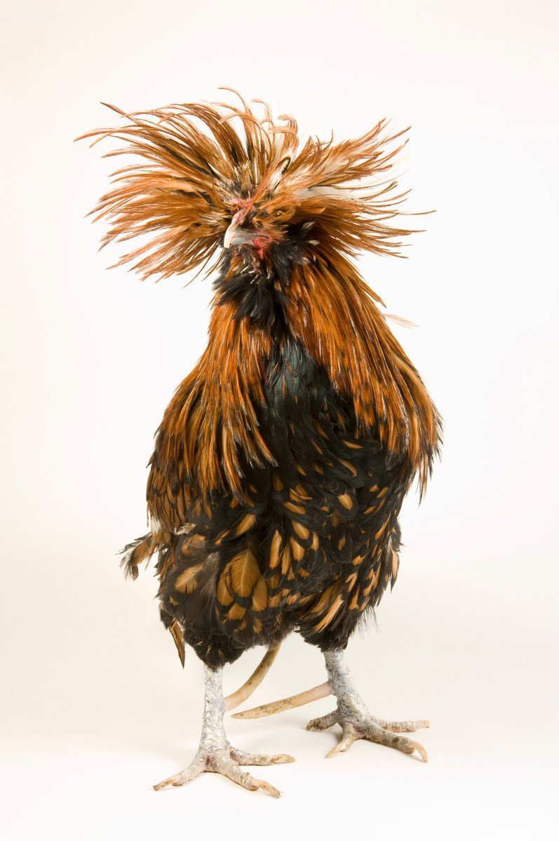 A rowdy crest gives an air of eccentricity to golden Polish chickens like this one - do they look regal, or merely unkempt? They don’t hail from Poland but are so named because their raucous topknots resemble the elaborate feathered caps Polish soldiers once wore.