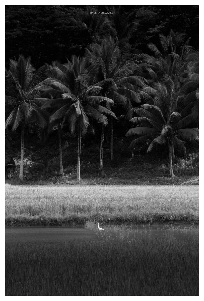 dantoearth27's tweet photo. 'The Lone Heron'

 #philippines #photography #landscapephotography   #naturephotography #trees #coconut #bird #heron #blackandwhite #blackandwhitephotography #PhotographyIsArt https://t.co/cJjzwsCz3C