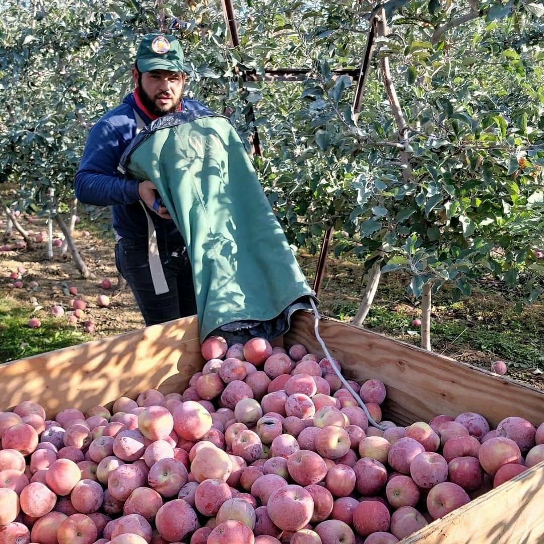 Arturo is harvesting apples in the Yakima Valley. Piece rate work in the apples is inherently dangerous work as piece rate pay often forces people to put earning a reasonable day’s wage over their own health and safety. #WeFeedYou