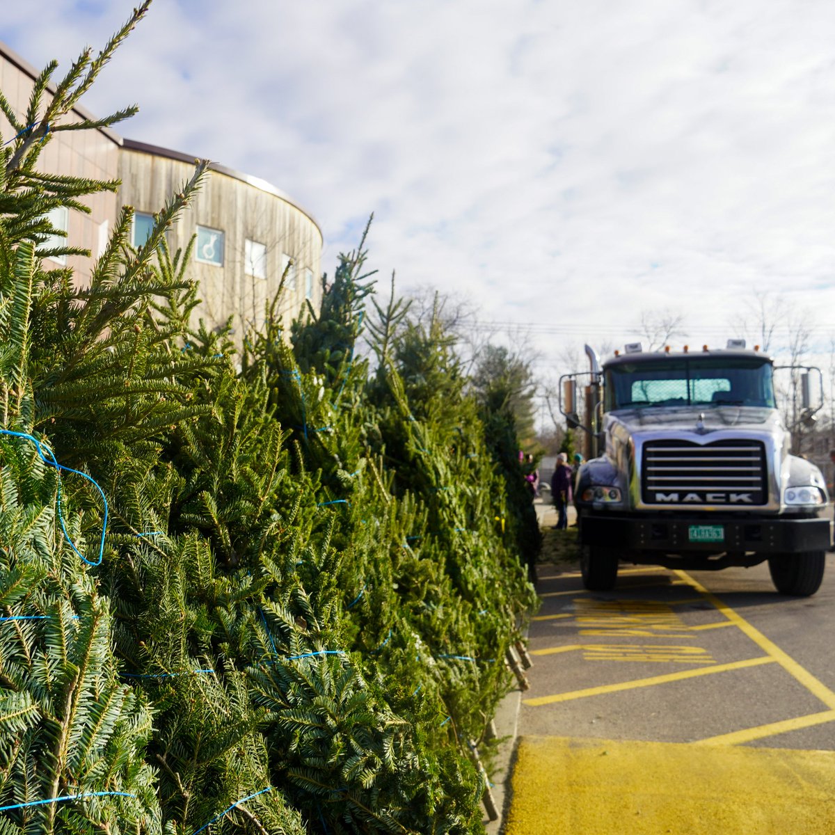 COTS trees are SOLD OUT at our Downtown store! Don't worry - trees are still available at our South End store. Pick yours up before they're gone! citymarket.coop/cots