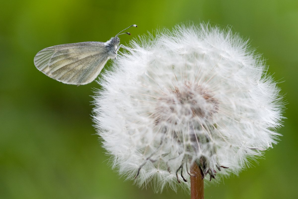 You've done it! 🎉🙌

We're so grateful for your support in helping us reach our @BigGive #ChristmasChallenge22 target to save the future of the Wood White in Southeast England.

📷: Peter Eeles
#SaveButterflies