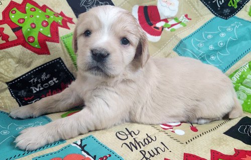 Just letting you all know that this little delight will be joining our household of 3 kids and 3 cats. Hoping this addition to the pupdate brigade will help save Twitter.
