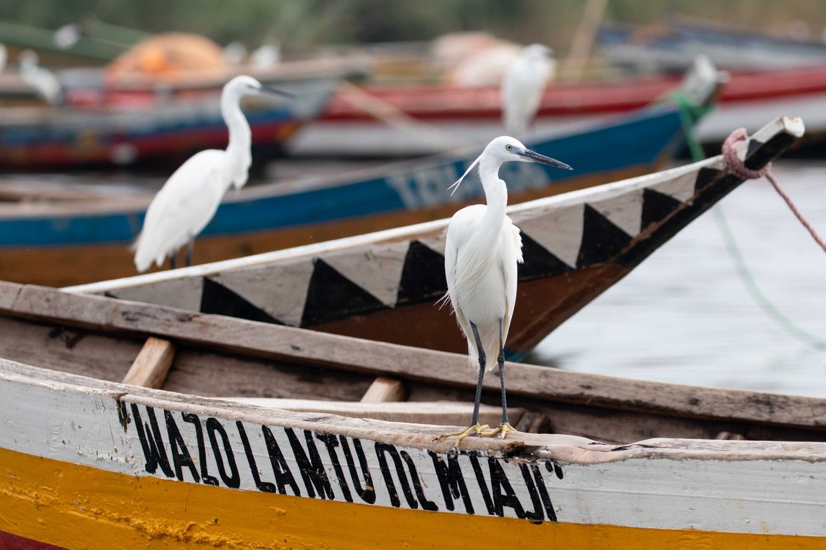 RichardOnSafari's tweet photo. Fishing boats & crew, L Victoria
On safari with #TheMapsEdge https://t.co/vI8ycoFcD1