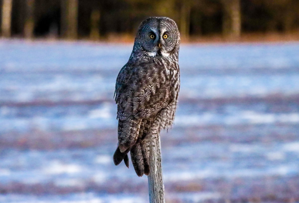 Wild Wit Photography tweet media