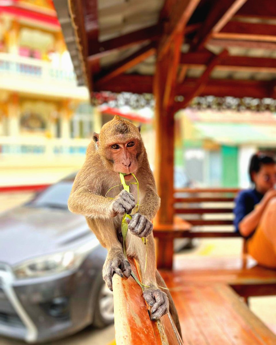 CampThailand's tweet photo. The BEST breakfast buddy 😍🐒
#Thailand #Monkey #Breakfast #Thaimonkeys https://t.co/x9QJNer9od
