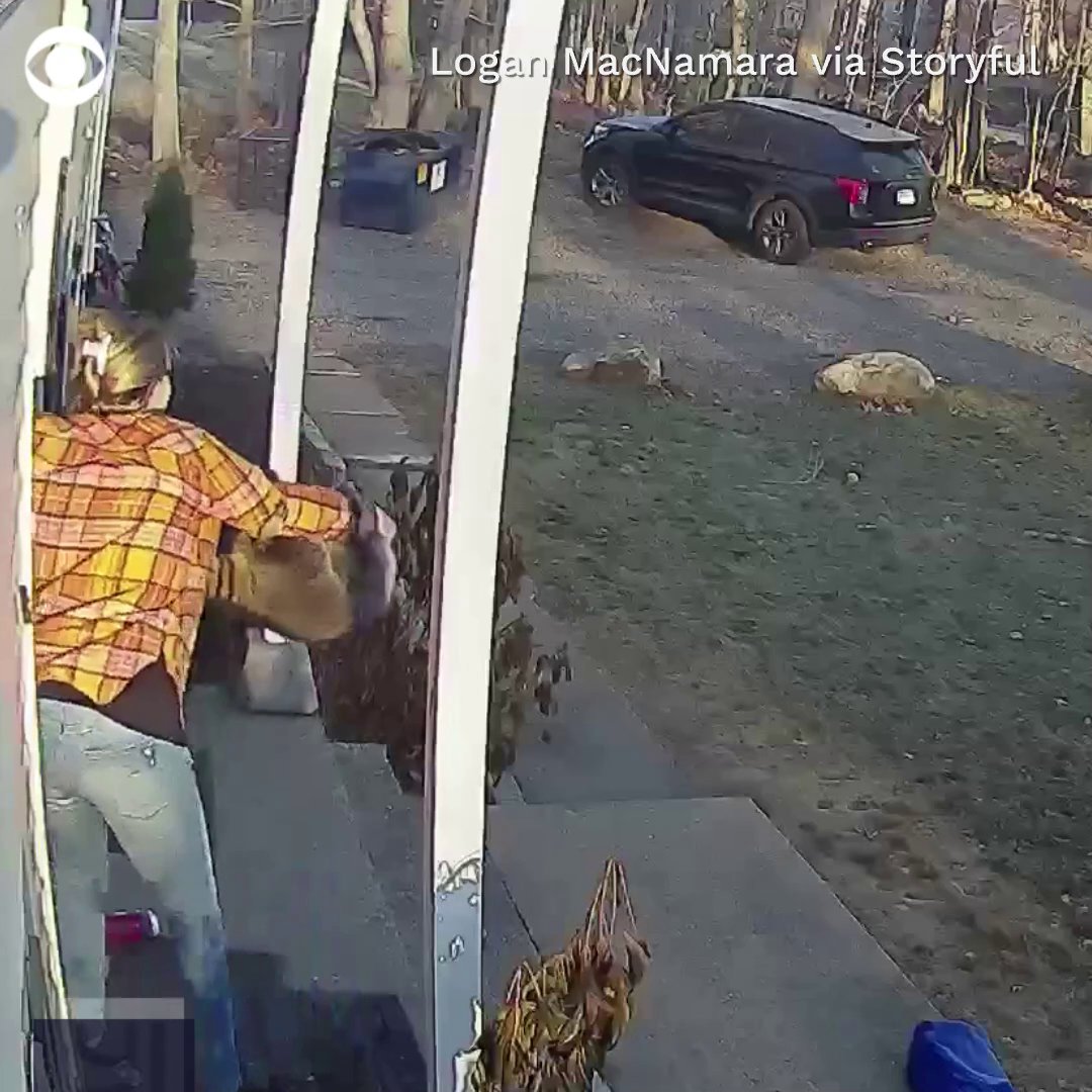 CBS News on Twitter "RACCOON ATTACK A mother fends off an aggressive