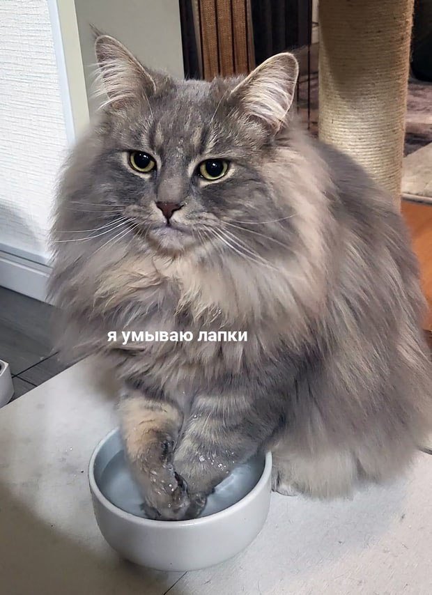 RussianMemesLtd's tweet photo. I wash my paws https://t.co/K30IQixHkc