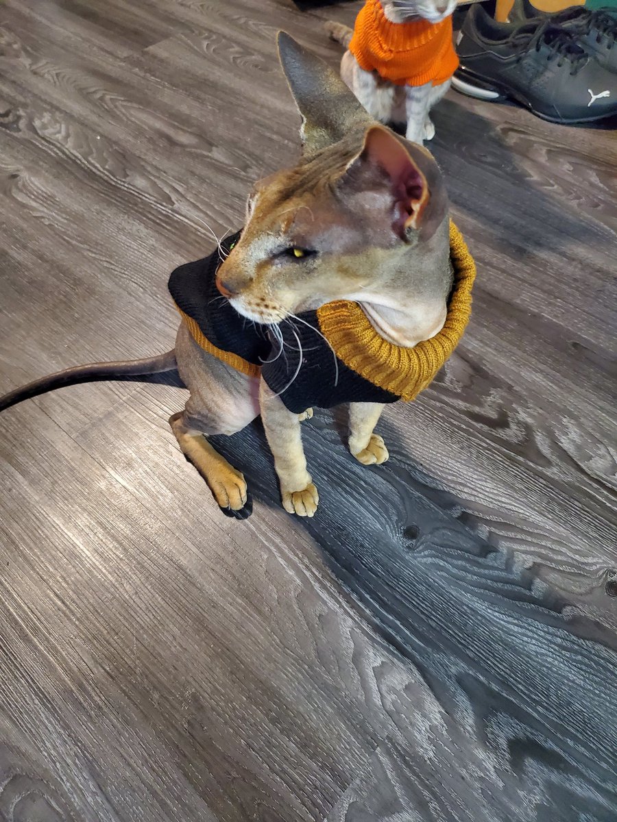 AdventuresSiren's tweet photo. It's a kitty photo dump! 
#CatsOfTwitter #cats #goodmorning https://t.co/fkakQxKHGb