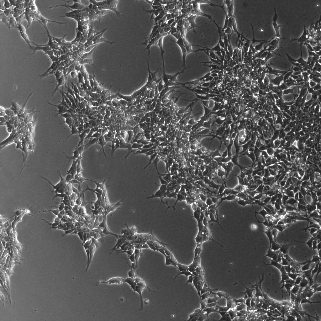 AliceLouail's tweet photo. Adding another string in my bow. 👩‍🔬 Meet my 1st #stemcells!! 🧫 #proudpostdoc #postdoclife https://t.co/o72KQVKIXA