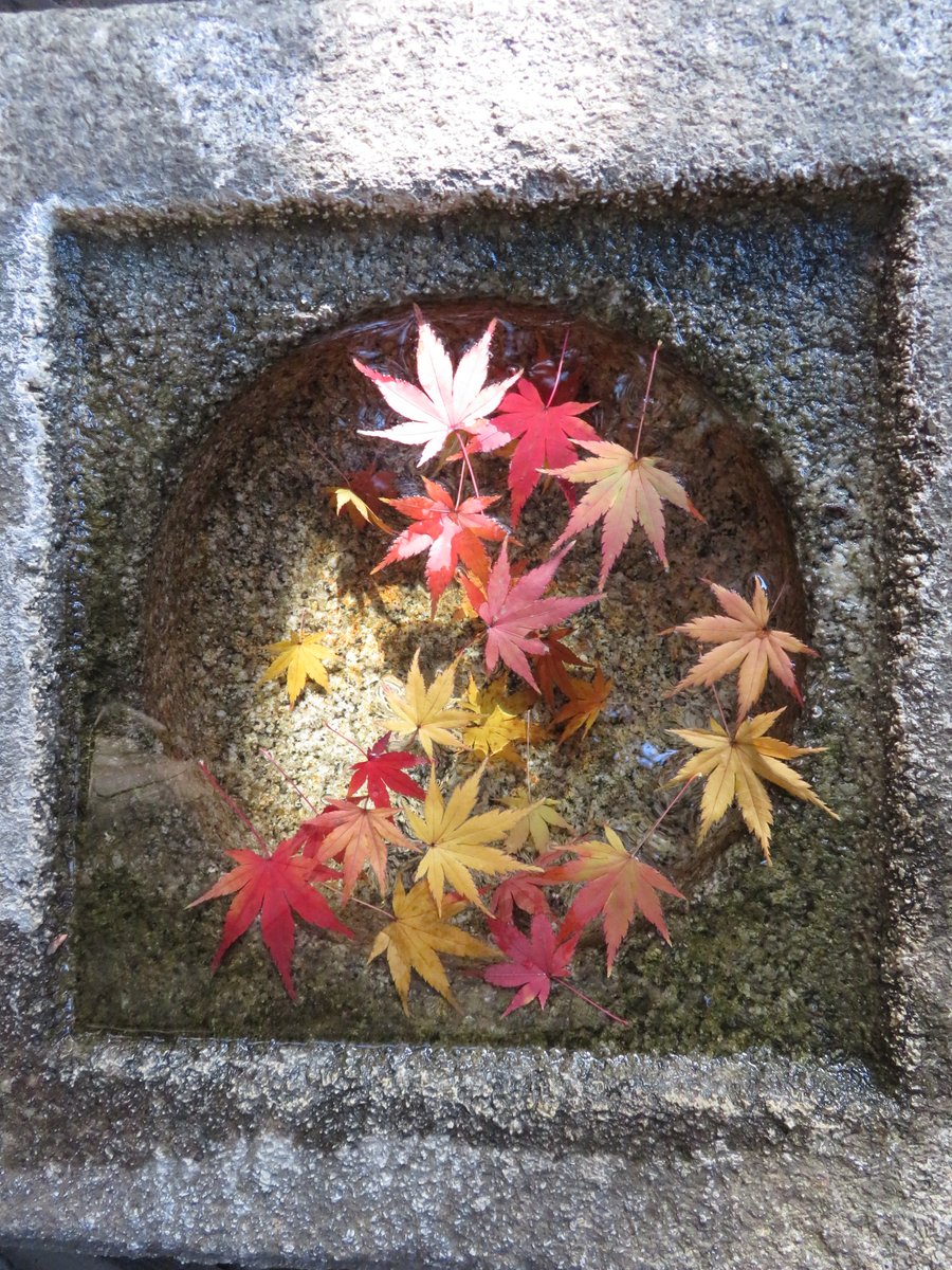 tabiringu's tweet photo. 日曜日は国分寺にある殿ヶ谷戸庭園へ。紅葉が見ごろで、今週いっぱいは紅葉が楽しめそうでした。 https://t.co/bKQ0TyFbob