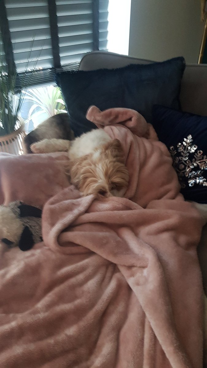 japroducer21's tweet photo. @ZitahM And here's their cousin, keeping warm 💙 https://t.co/brL4r0EK8A
