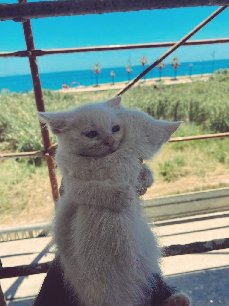 ghosty_dude's tweet photo. @literallymecats https://t.co/gvai3uFtHp