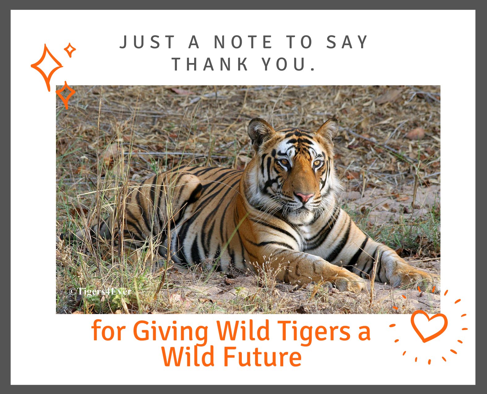 Reports on Saving Bandhavgarh's Wild Tigers from Poachers - GlobalGiving