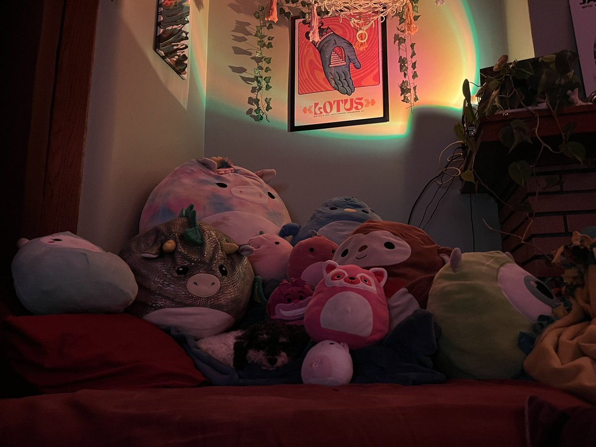 softboyturn's tweet image. Lot of squishmellows but can you spot the cute pup?