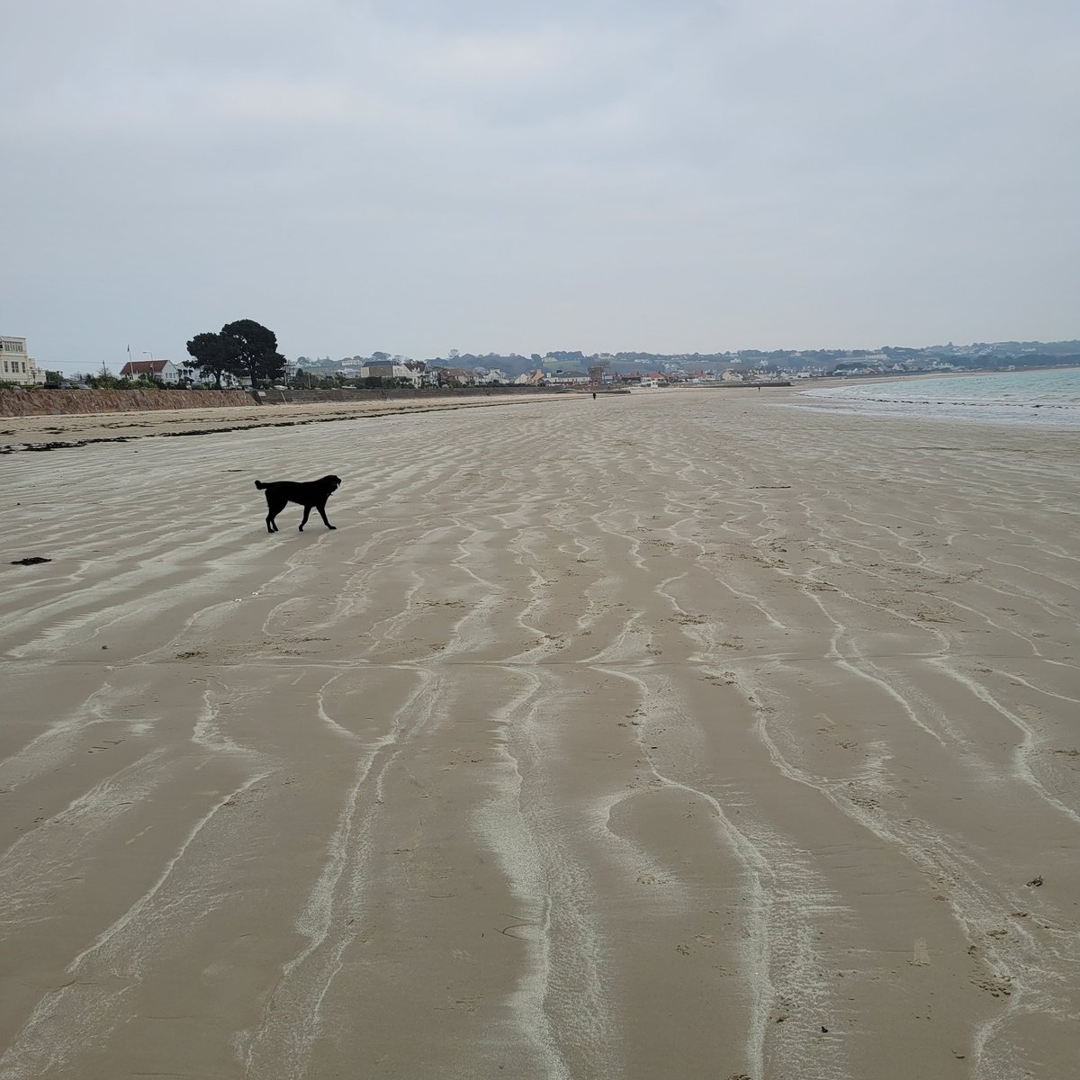 Alan Gamble๐๐ฎ tweet media