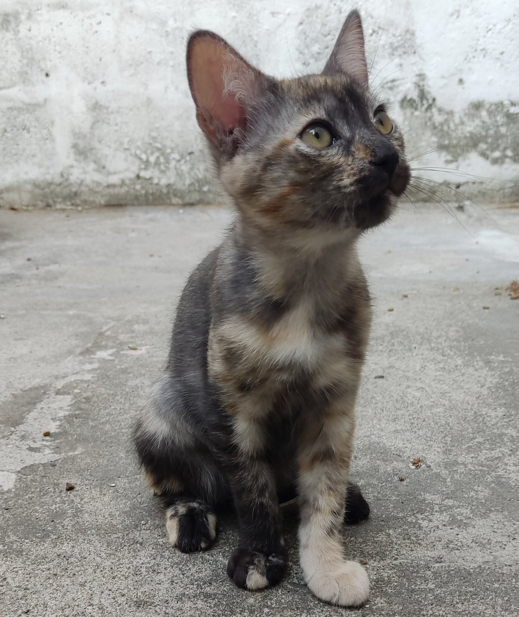 jenniazm's tweet photo. Gatita en adopción 😻: 5 meses, desparasitada, come pepitas, usa arenero, muy juguetona y educada. Ayúdenme compartiendo para que consiga casita, todos sus hermanos ya fueron adoptados 🥺. https://t.co/4f8pUT6Uz5