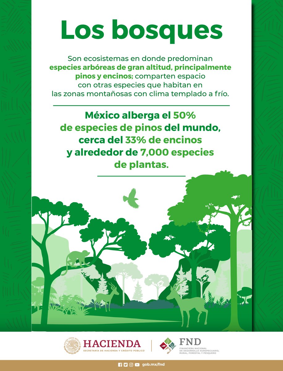 FNDMX's tweet photo. ¿Conoces la importancia de los bosques en el país? México alberga el 50% de especies de pinos y más del 30% en encinos. 

¡Cuidemos nuestros bosques!  #SecciónVerde https://t.co/mtF7ez0yfu