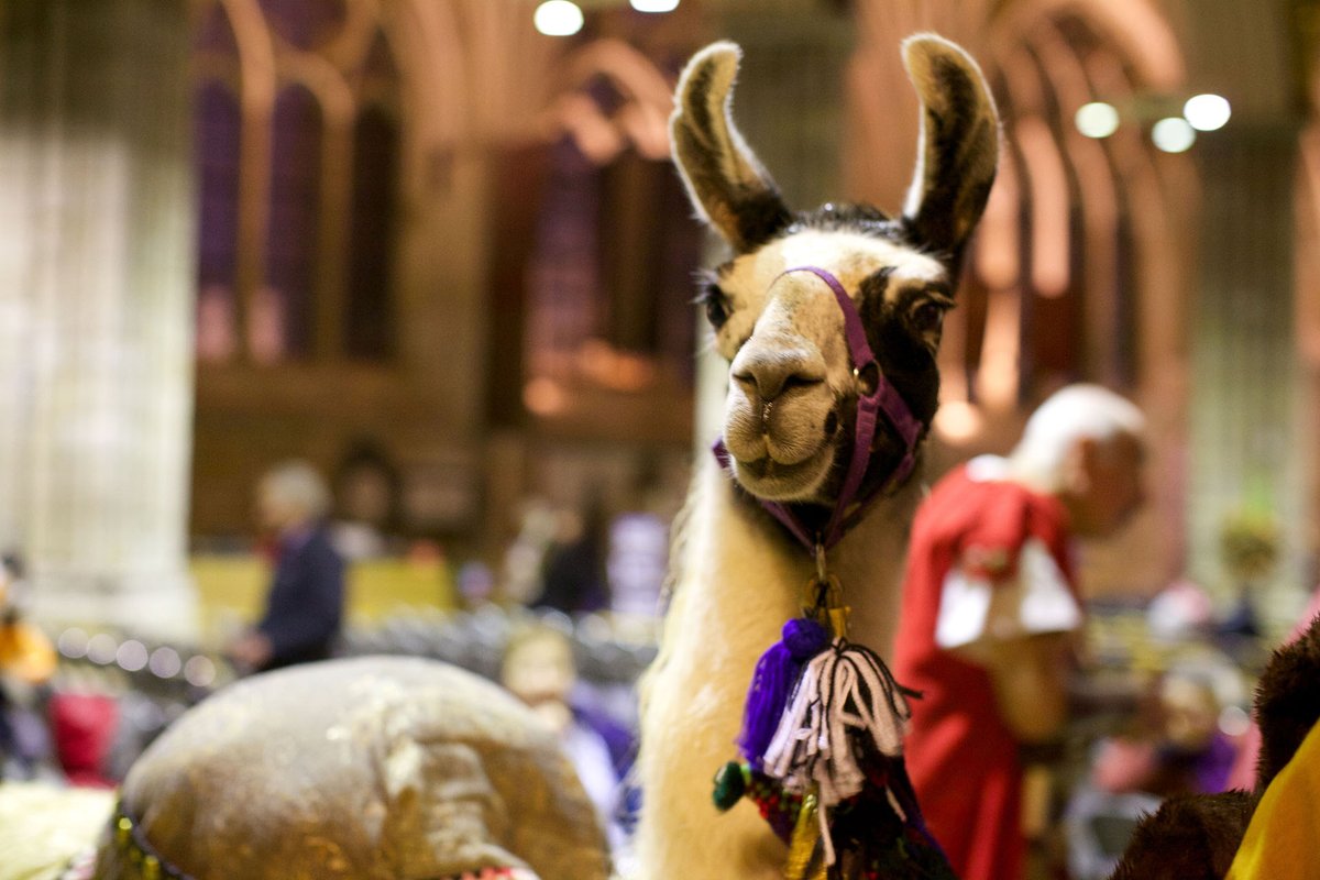 ExeterNativity tweet picture