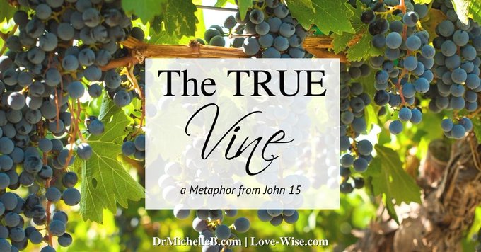 The True Vine: A Metaphor from John 15 by @pamfarrel who   demonstrates how to study this metaphor and fully understand Jesus’ role as the Vine and God’s role as the Vinedresser. drmichellebengtson.com/the-true-vine/ #scripture #Biblestudy #Jesus