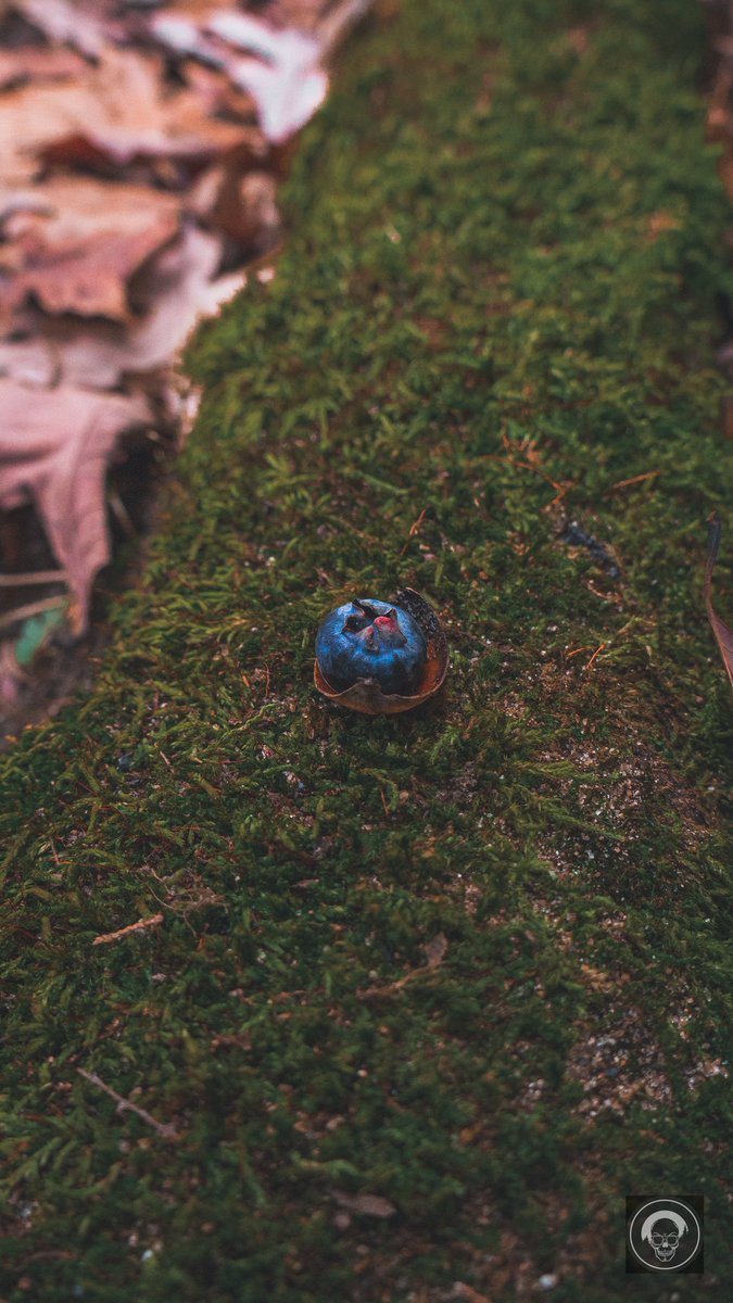 originalcoolone's tweet photo. Berry Carrier
#rain #photography #love #weather #photooftheday #instagood #naturephotography #beautiful #MacroPhotography #Textured #photogang #SingleObject #Freezing #picoftheday #Green #Plant #Icicle #Ice #blueberry #berry #CloseUp #StillLife #Frozen @petermckinnon https://t.co/eOT8IDkWnK