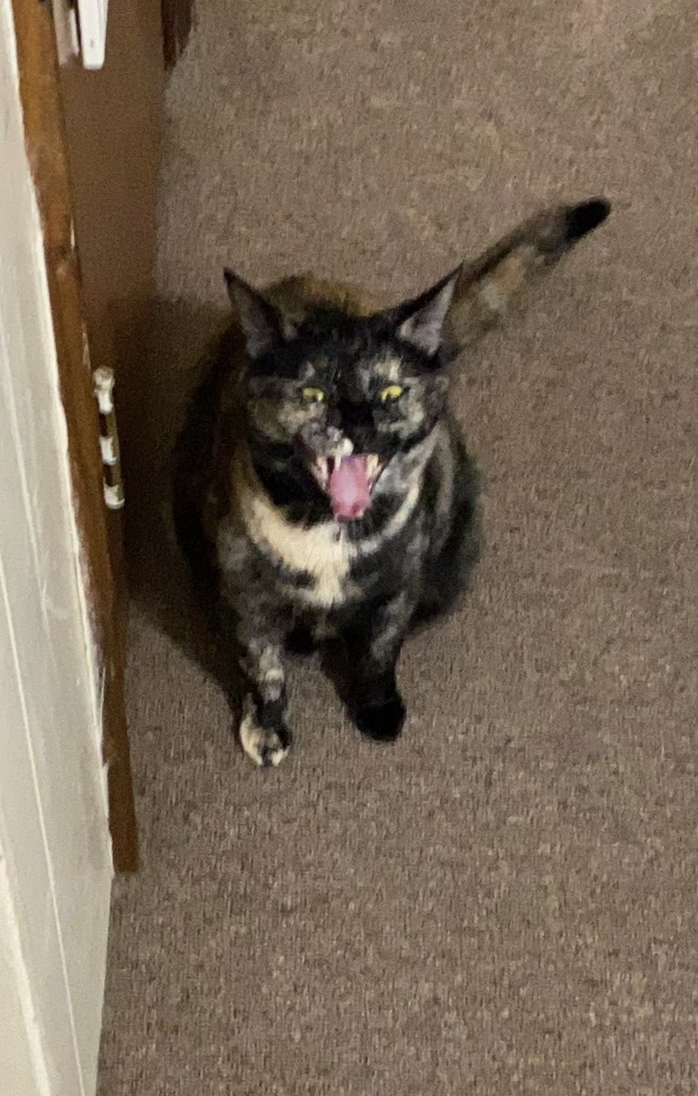 Blanca and Drusilla tweet media