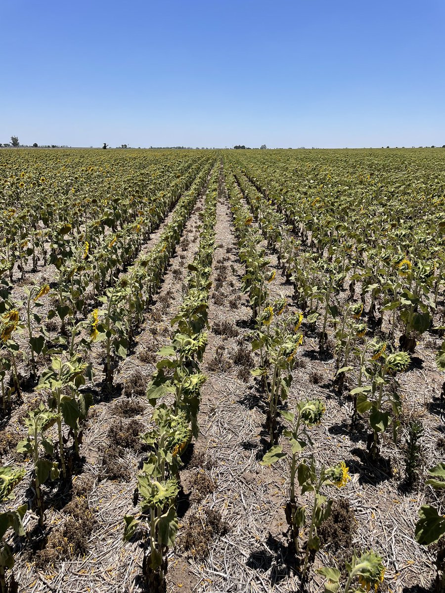 Julian Imhoff tweet media