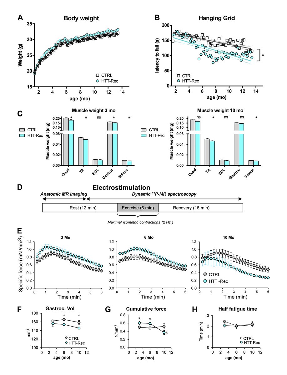 JGenPhysiol's tweet photo. Image shows evolution of muscle strength of the Huntingtin-Rec mice. Chivet, Marty et al. @GINeuroGrenoble show that Huntingtin regulates calcium fluxes in skeletal muscle: https://t.co/ebIOXYOeyK
#ECCoupling #CellularPhysiology #Pathophysiology https://t.co/xkuxiPQjFf
