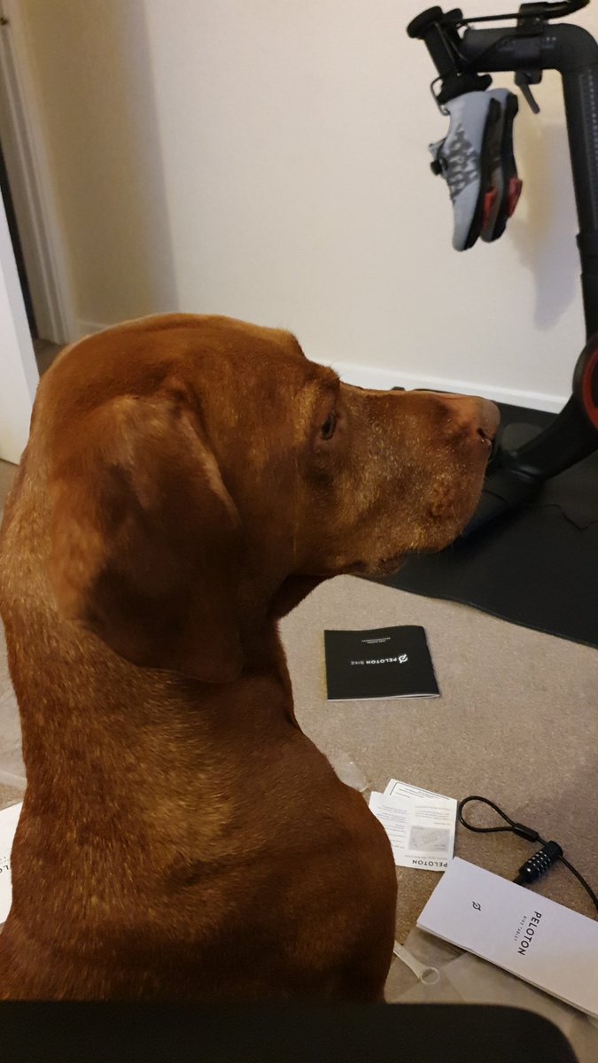 MissLeathley's tweet photo. @GMB @RobbieRinder It is an honour to be loved have been loved by a dog. Omg I'm typing this and hes literally just come upstairs and joined me (right picture) https://t.co/a54b6Cx7Iy