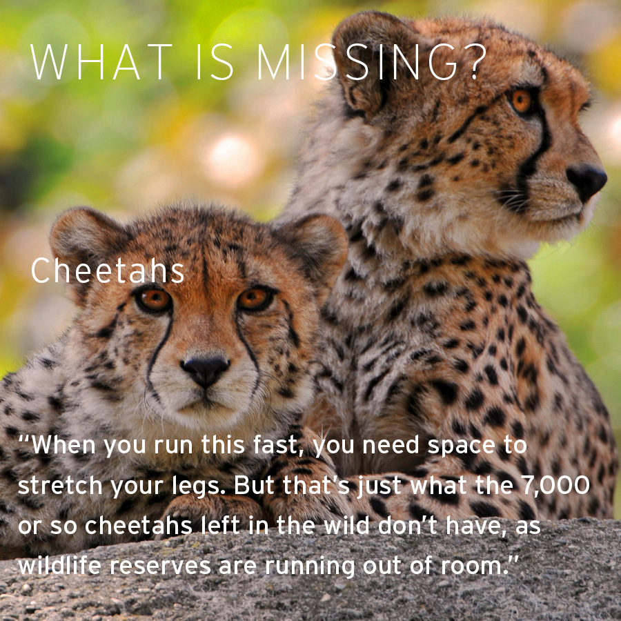 Yesterday was International Cheetah Day. This large cat native to Africa and southwest Asia is threatened with extinction.

--

#whatismissing #cheetahs 
Quote: Nick Funnell, “The race to save the cheetah,” BBC Earth, October 1, 2022 https://t.co/GrJjUPPkJS