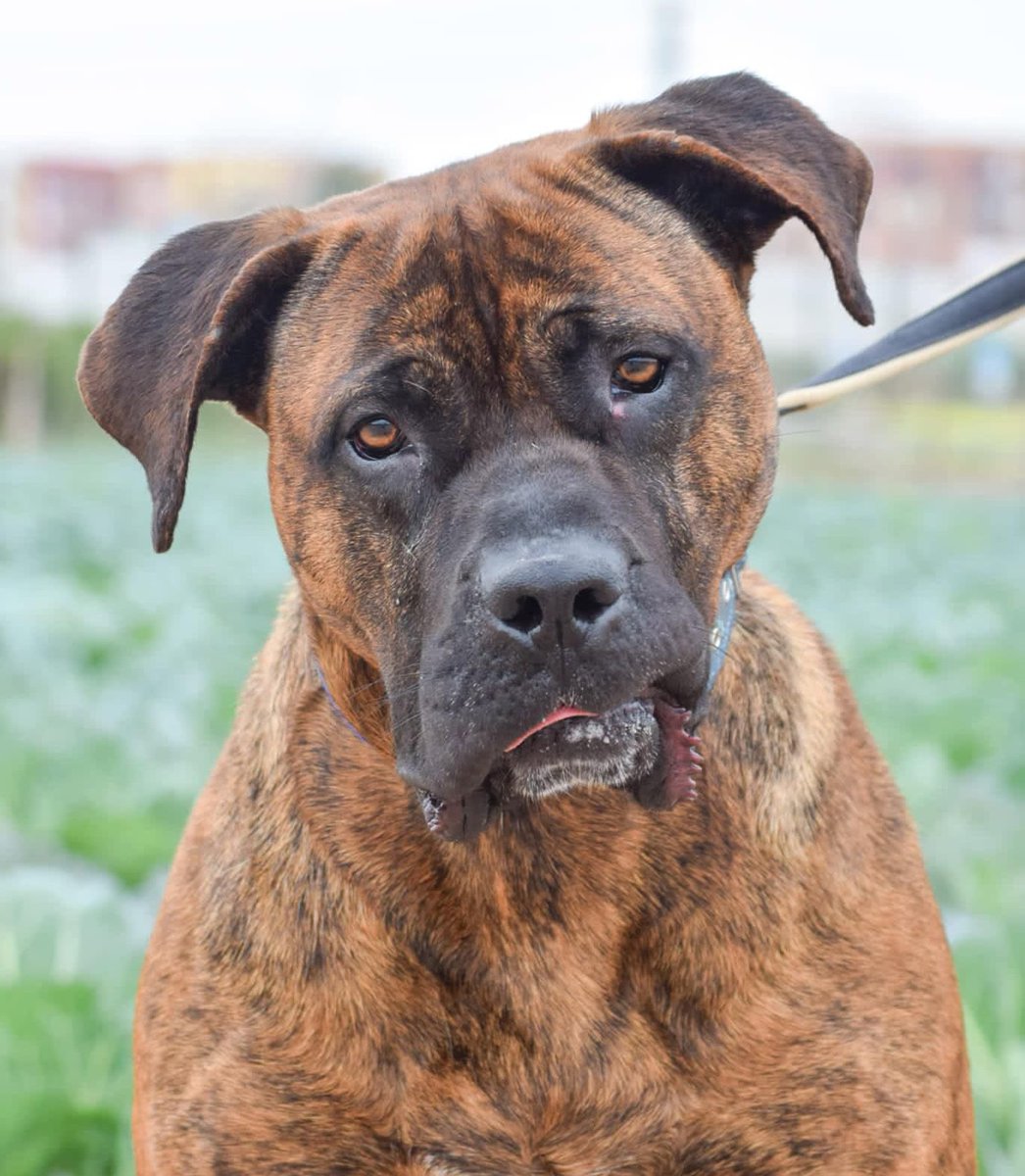 AnimalGuar's tweet photo. Estos seres han sido abandonados. Muchos provienen de la caza porque @sanchezcastejon @gpscongreso
@PSOE se niegan a proteger a este tipo de animales. Dales una oportunidad. Están en adopción en MODEPRAN CARLET. #YoAdoptoYSalvoVidas
📍: Carlet, Valencia
☎️: +34 662366480 Whatsapp https://t.co/ksnKK2rWG8