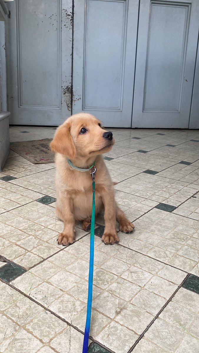 Randomwivey's tweet photo. Ready for adopt! Golden retriever betina 2 bulanan. Diutamakan daerah bandung dan sekitar nya ๐ค #openadopt #openadopsi #adopsianjing #adopsianjingbandung #jualanjing #kennel #puppy #goldenretriever https://t.co/JOSK0ZDImj