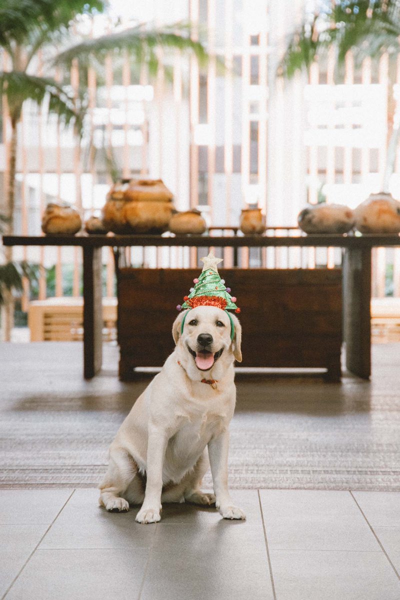 A Mauna Lani Holiday wouldn’t be complete without Mika! Our beloved Golden Labrador has just turned two and can’t wait to celebrate the season with you and your ‘ohana. #MaunaLaniMika #MikaMonday #MaunaLaniHoliday