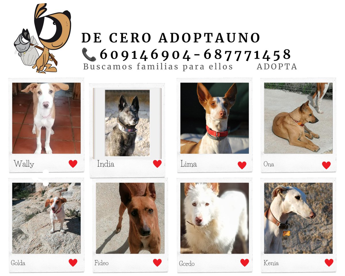 #YoAdoptoYSalvoVidas
España lider en abandono de animales.
<a href="/sanchezcastejon/">Pedro Sánchez</a>
<a href="/PSOE/">PSOE</a>
<a href="/jFrSerrano/">Juan Francisco Serrano</a>
