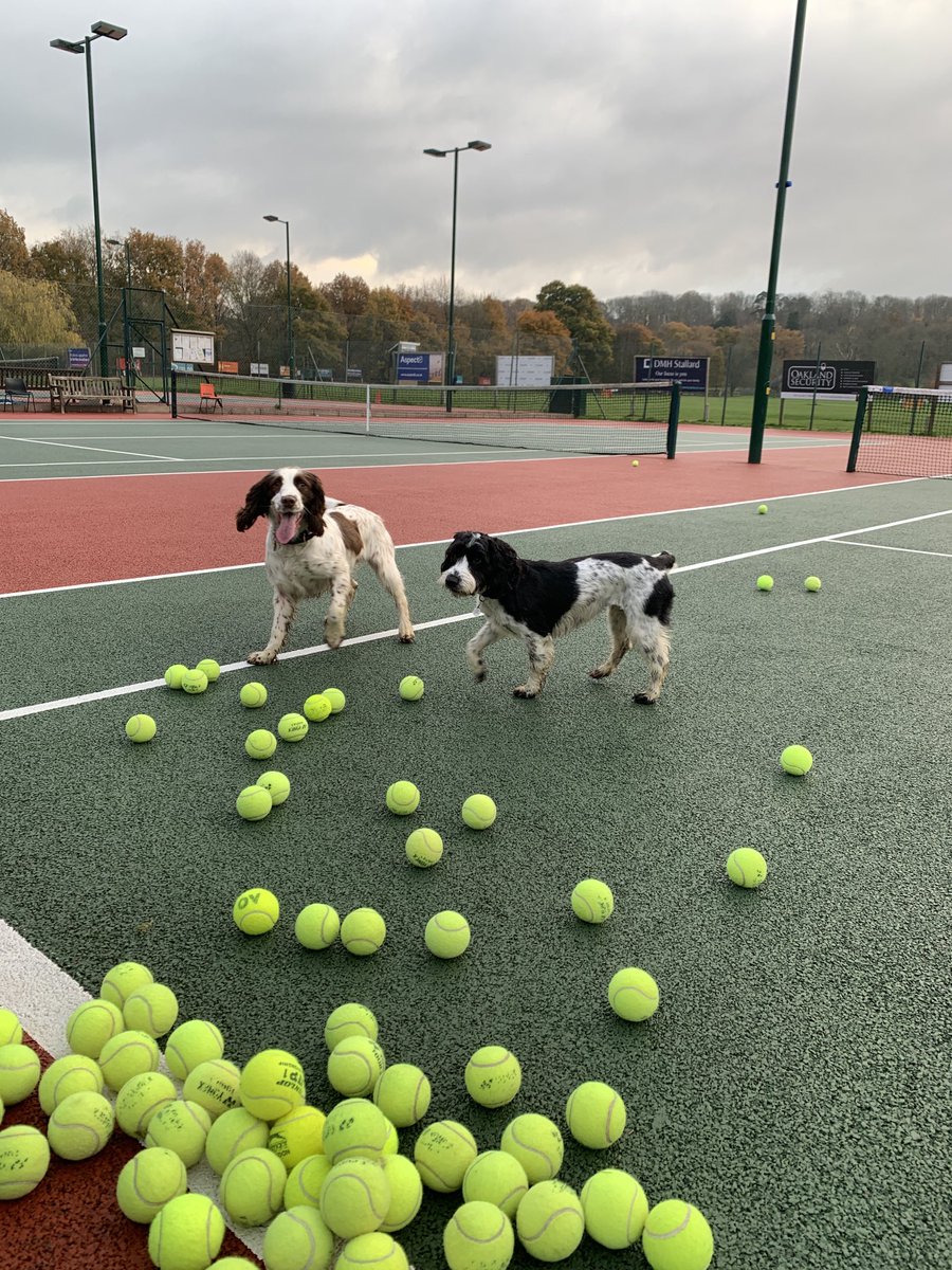 Peggy ⁦@GatwickPolice⁩ seems pleased with her tennis balls from the club! Indie the club dog happy to share her found treasures…