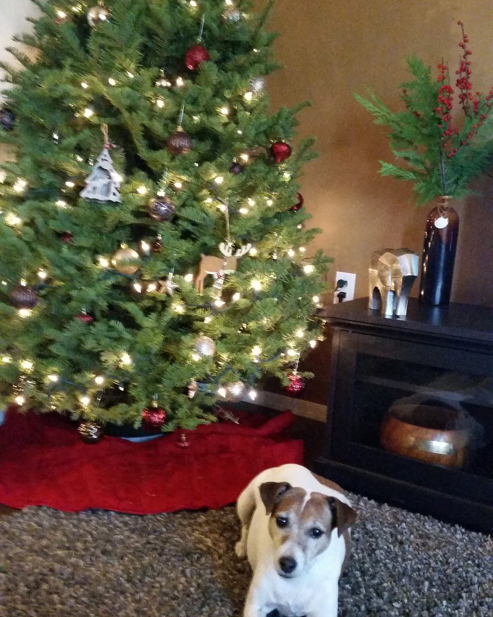 Hokuwear's tweet photo. Christmas is my favorite time of the year!! #holidays #christmasready #christmas #trees #dogmom #dogs #animals #doglife #winter #fall #jackrussellterrier #jrts #mondaymood #monday #December #arizona #memories #hangingout #love #rip https://t.co/WA9DUHDpsG