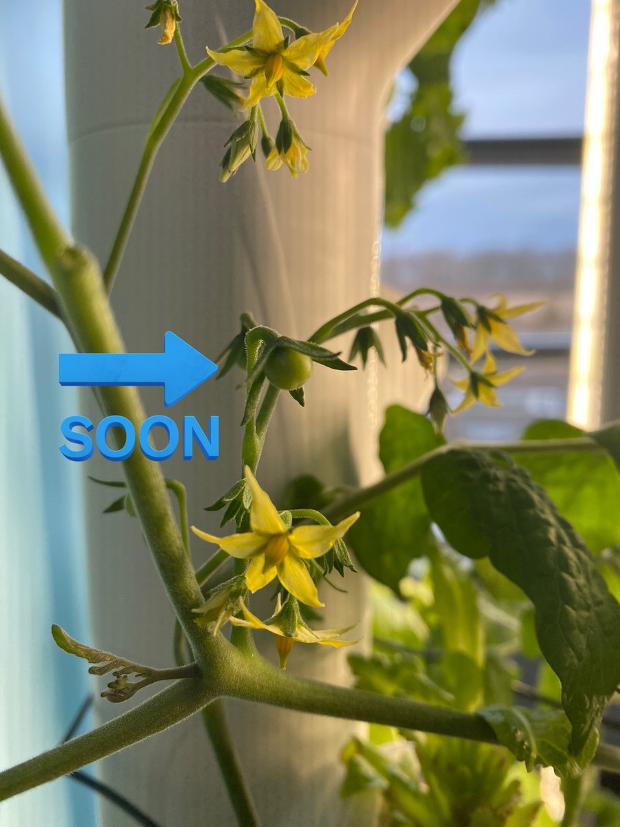 Hey <a href="/MrsNBusse/">nathania busse</a> look what decided to show up over the weekend. <a href="/Gardyners/">Gardyn</a> #HubHappenings